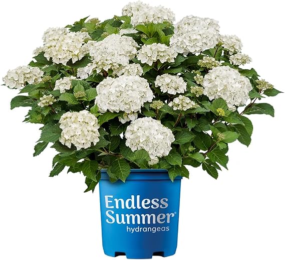 Endless Summer 1 Gal. Hydrangea Dream Cloud Shrub