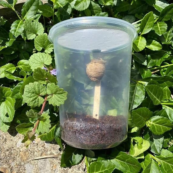 Chinese Praying Mantis Egg Hatching Kit - 1 Egg Fresh for The Season