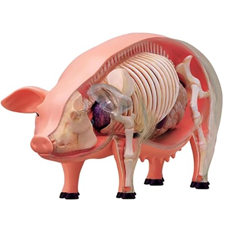 4D Pig Anatomical Model, Skeleton Model Anatomy Model, Detachable 19 Organs Body Parts Animal Model - Teaching Model for Teaching Study Tools