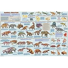 123Posters (24 x 36) Mammal Evolution Educational Chart Poster