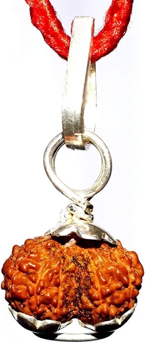 Ramneek Jewels Divya Shakti 100% Original Indonesian Gauri Shankar Rudraksha in Silver capping (Gaurishankar Rudraksh) 11 M.M small size