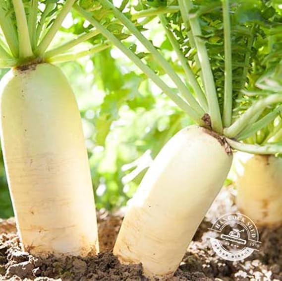 Hancock Seed Co. Daikon Radish Seeds, 25 lbs.