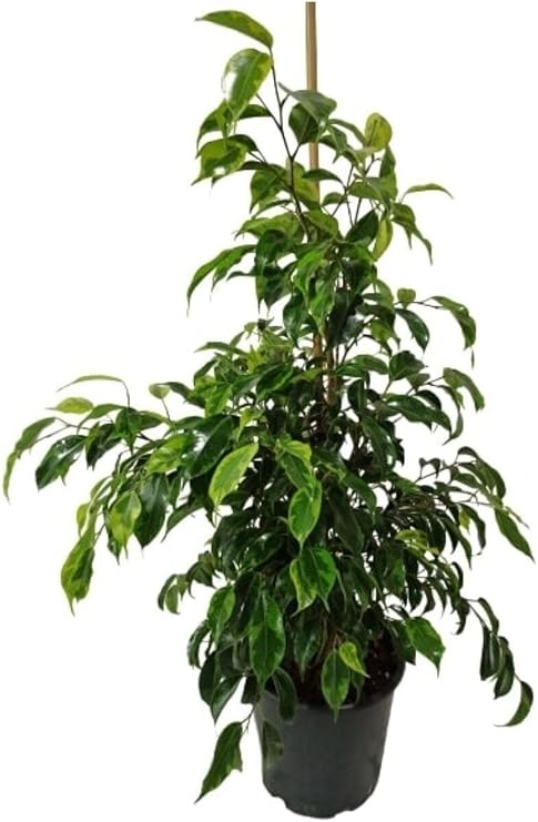 Ficus Benjamin Dolgun 50-70 cm, Canlı İç Mekan Bitkisi