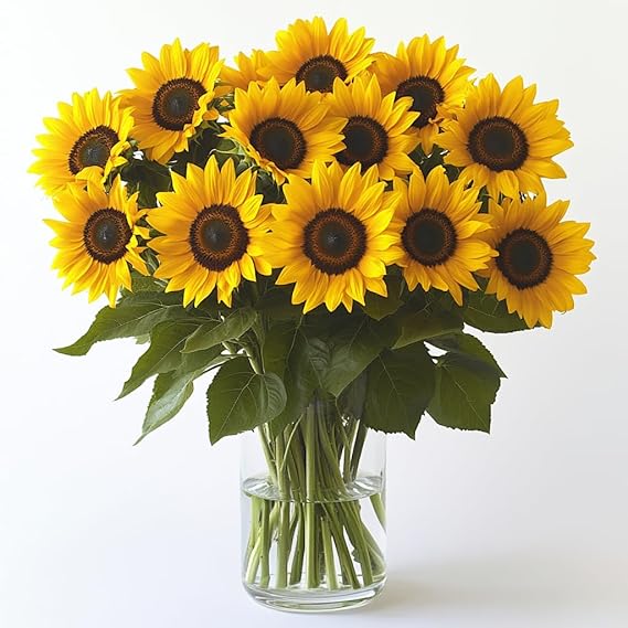 GlobalRose 15 Fresh Cut Yellow Sunflowers - Beautiful Sunbright Blooms - Fresh Flowers Bouquet for Delivery