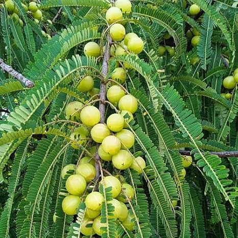 50Pcs Green amla Fruit Seeds