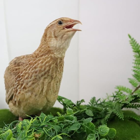 Ginger Quail Hatching Eggs, Fertile Coturnix Quail Eggs, Selected for Color and Temperament (jumbo, 12, Count)