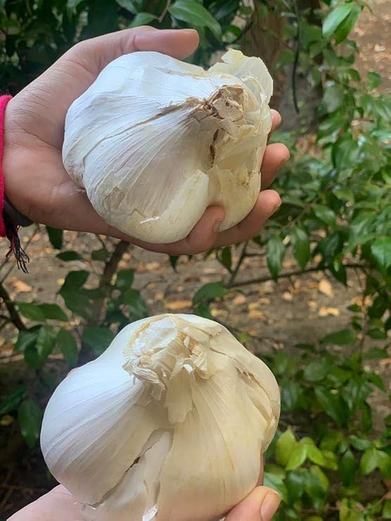 Fresh Elephant Garlic 2 Huge Bulbs Organic Seeds Elephant for Planting, Eating and Growing Your own Garlic. greatTasting .Sold by Effective Trade