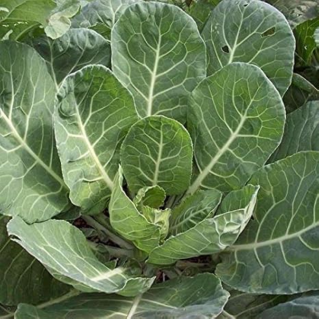 Vates Collard Greens Seeds Packet of 150 Seeds