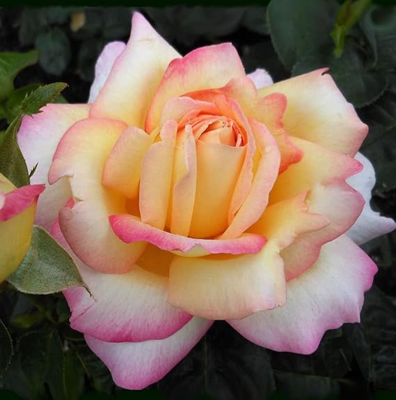 Carbeth Plants Rose Bush Peace in 3L Pot - Summer Garden Plants