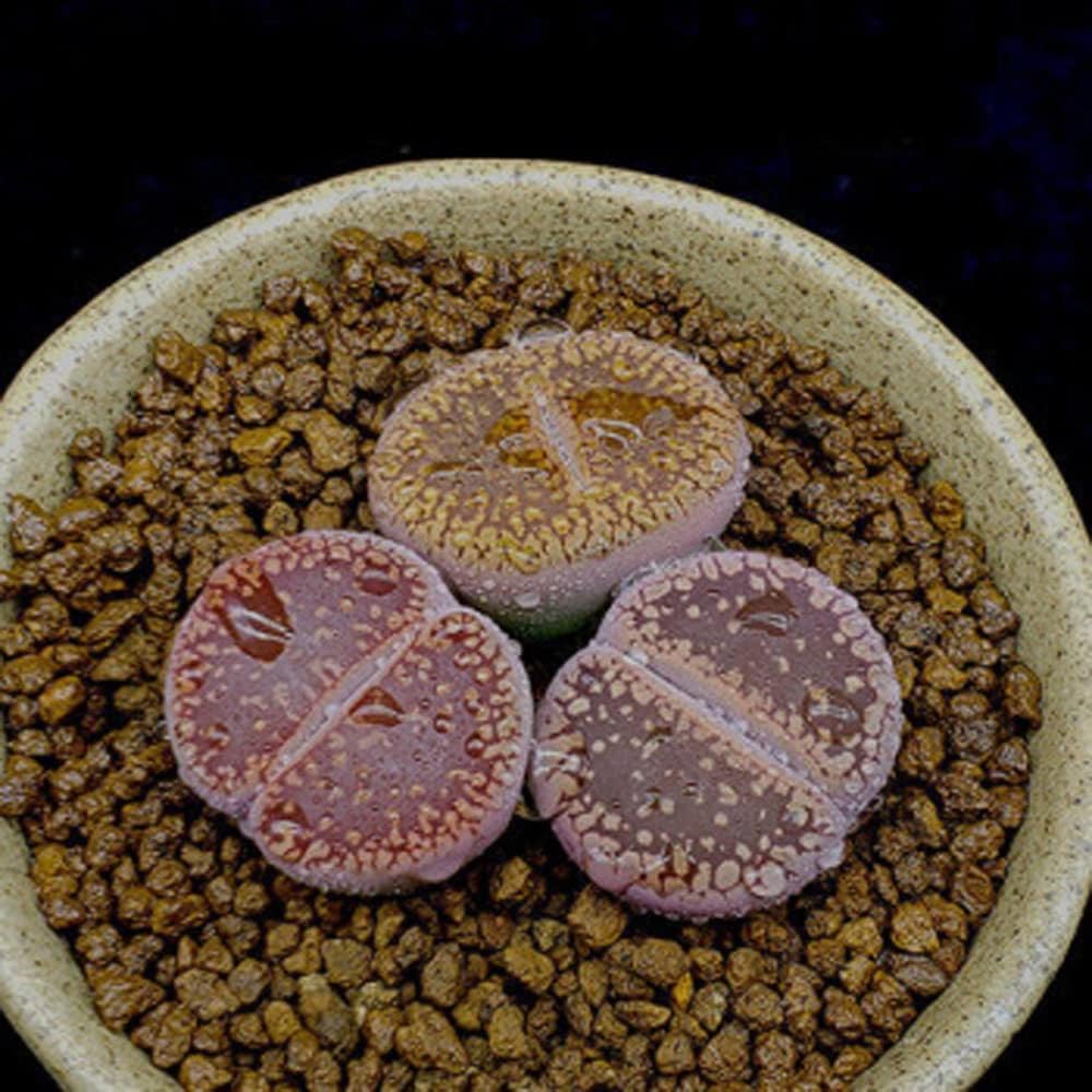 3PCS Purple red Mini Size Lithops Rare Lithops meyeri Small Succulent Plants Live Cute Exotic Desk Succulent Plants for Office Mini Potted Unique Gift