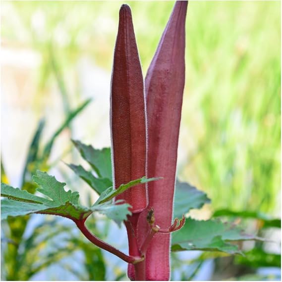 Brownie Brand Burgundy Okra Seeds Heirloom, Non-GMO, High Yield, Vibrant Red Pods for Cooking & Ornamental Beauty, Heat Tolerant & Perfect for Home Gardens (1 Ounce)