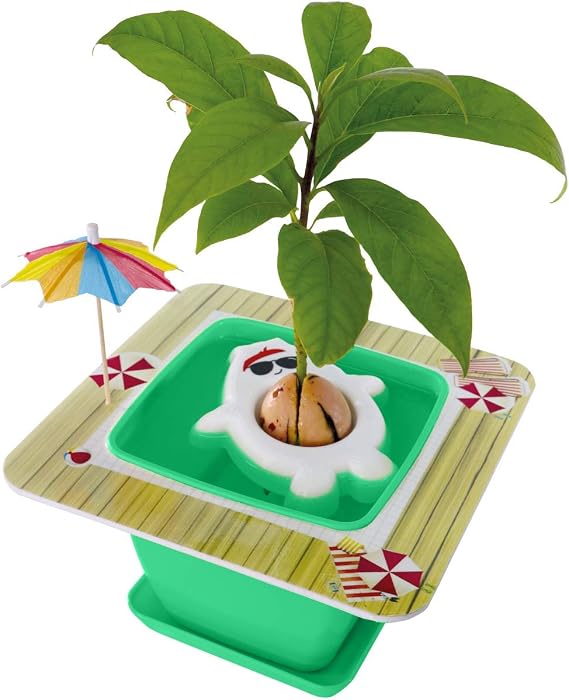 Avocado Tree Growing Kit with Pot, Cute & Green, Practical Gifts for Women, Mom, Sister, Best Friend & Kids, Plant Indoors with Novelty Pit Grower Boat & Kitchen Garden Seed Starter