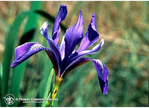 Flower Essence Services Iris Dropper Herbal Supplements, 0.25 Ounce
