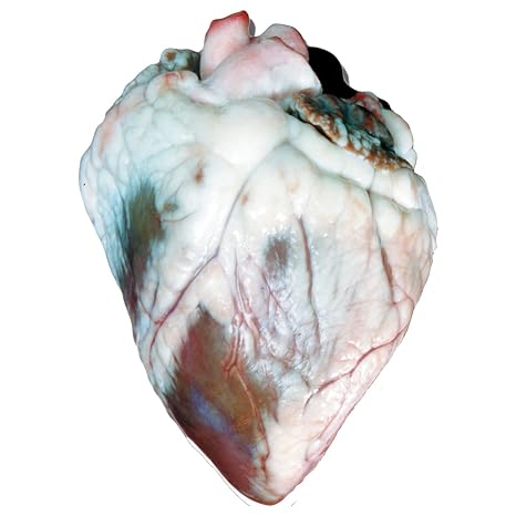Anatomy Lab Preserved Sheep Heart Specimen for Dissection, for Biology Classrooms, Vacuum Pack of 1