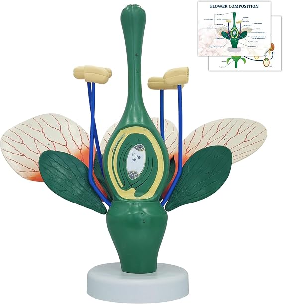 JNMFTD Dicot Flower Model,8X Enlarged Plant Anatomy Model Disassembled Peach Flower Buds Petals Leaves With Product Manual Card PVC Base for Lab Classroom Learning Study Educational Tool