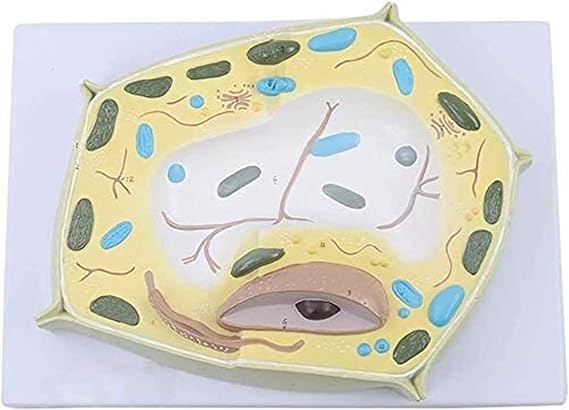 Organ Model Plant Cell 20000X Magnification Biological Plant Cell Micro Structural Anatomy Model- for Teaching Training Anatomical Model