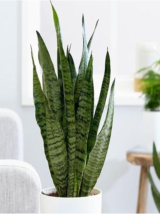 Çok Avantajlı Yeşil Kılıç Çiçeği Bol Köklü 40-60 Cm İç Mekan Bitkisi (Hava Temizleyen Bitki)