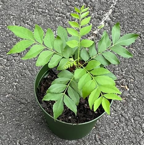 80Pcs Green Curry Leaf Plant Seeds