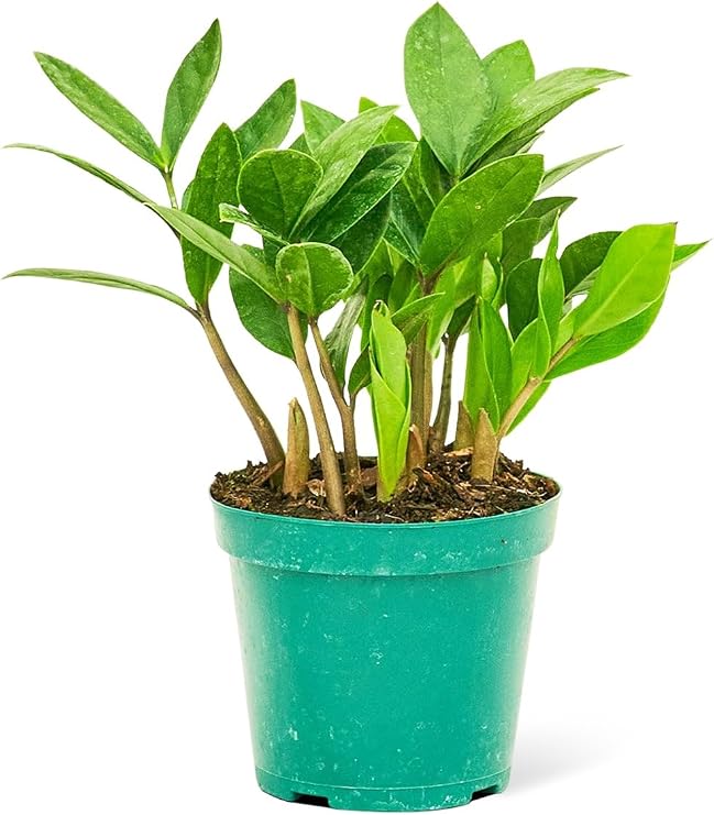 Zanzibar Gem Plant, 4" Pot - ZZ Plant, Zamioculcas zamiifolia, Zuzu Plant, Aroid Palm, Eternity Plant, Emerald Palm, Money Plant, Fortune Tree