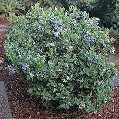Blueberry Plants Top Hat Includes (4) Four Plants