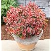 Beberitze Admiration® 15-20cm - Berberis thunbergii - lebende Gartenpflanze aus den Baumschulen