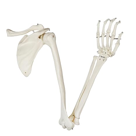 B10002L Life-Size Human Upper Limb Skeletal Model