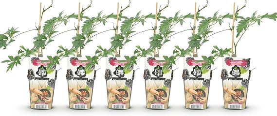 GreenboutiQ - Fruit Plants - Evergreen Blackberry - Rubus Thornless Evergreen - Hardy - 6 Plants - Pot 9 cm - Black Blackberry