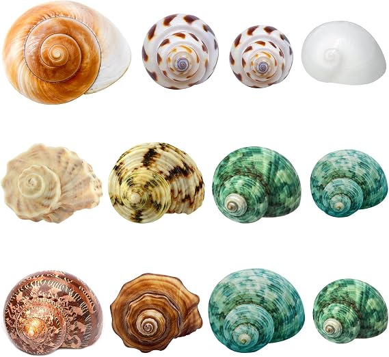 12PCS Hermit Crab Shells Medium and Large Growth Turbo Seashells 1.18"-3.2"