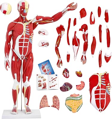 SFXYJ Human Anatomy Muscle Model, 27 Part 12 Life Size 33 Human Body Muscular System Model with Removable and Muscle Anatomy Includes Detailed Color Product Manual for Medical Educational Training