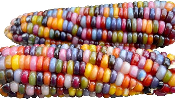 Glass Gem Corn 100 Seeds Non-GMO Popcorn Jewel-Toned Glass-Like Kernels | Ornamental and Edible HARLEY SEEDS Delicious Grown in USA