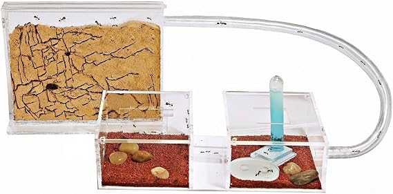 AntHouse Sand Ant Farm Mini - Formicarium