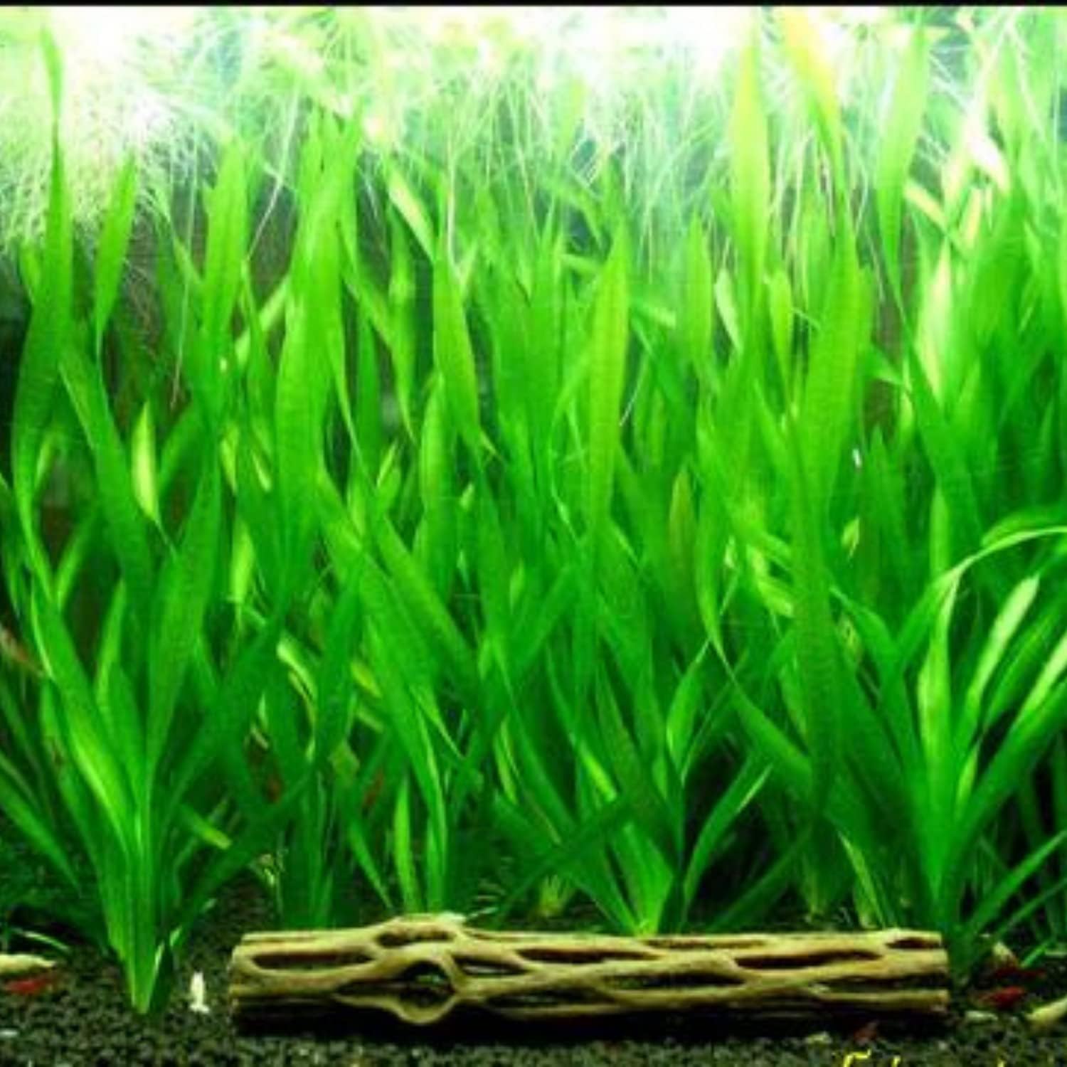 Giant Reed 1 Vineyard Aquarium Plant Live Plant Aquarium Plants 2-4 Roots