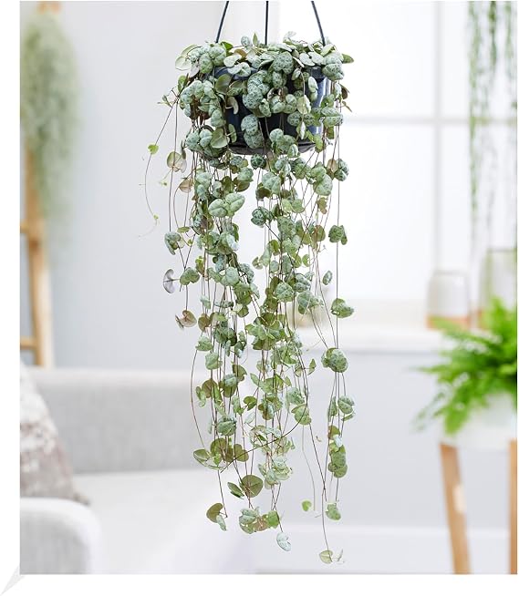 Baldur Garten 1 x Candlestick Flower Ceropegia Plant in 11 cm Pot