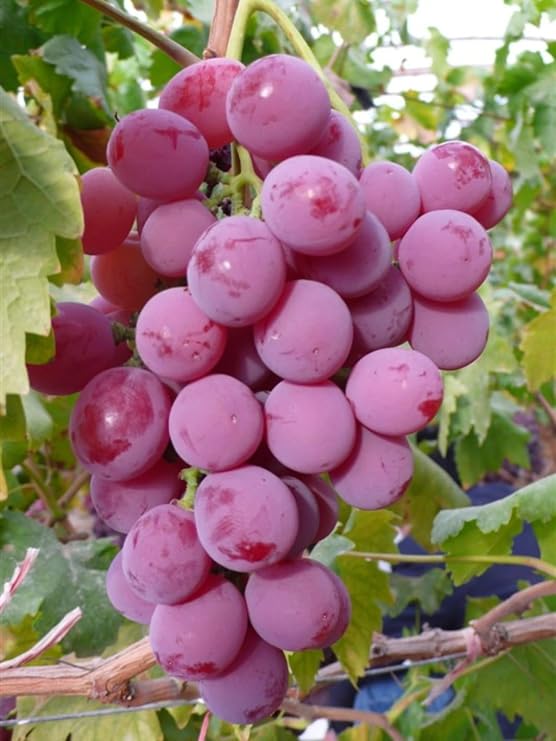 Hardy Perennial,Grape Plants UK, Excellent Display Grape Roots are Cold-Resistant and Easy to Grow. Suitable for Indoor gardens-5bulbs-F