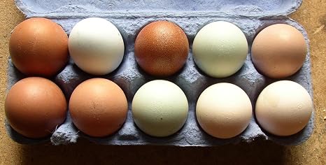 10+2 bunte Hühner-Eier  Freiland Haltung vom Bauernhof  auch als Bruteier Delikatesse  freilaufende glückliche Hühner  Kräuter-Fütterung  Selbstversorger