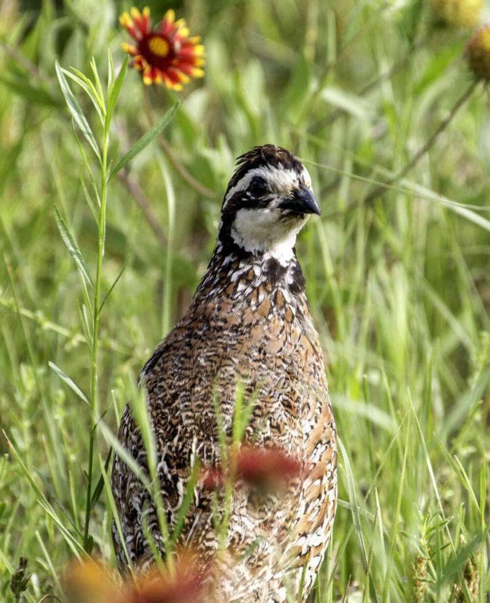 Hancock Seed Co. Quail Seed Mix, 50 lbs