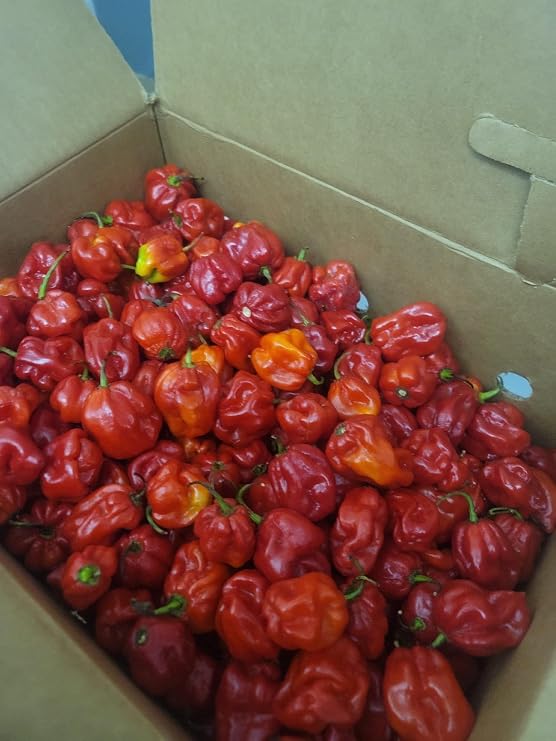 Zozoma Farms Fresh Red Habanero Chili Peppers 8 lb hot and spicy with vitamin C and potassium packed in butcher paper