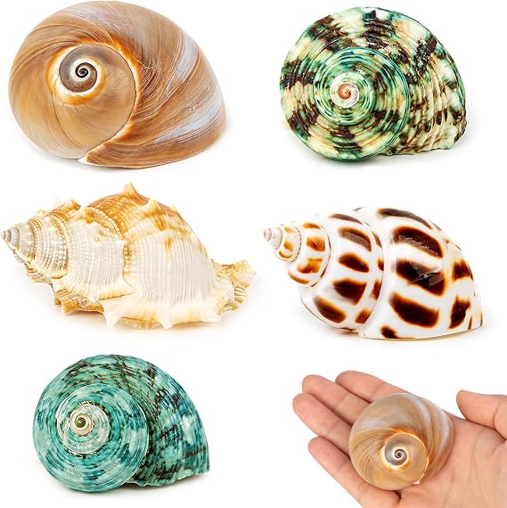 5 PCS Large Hermit Crab Shells, Opening Size 2.8-4.8CM | 4.8-7.4 CM Natural Sea Shells, Sea Conch for Medium to Large Hermit Crab Supplies Aquarium and Home and Beach Decor