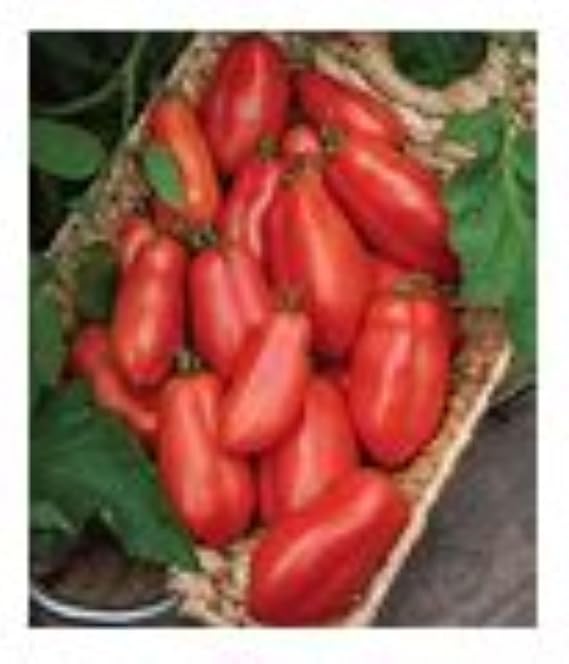 San Marzano Tomato Seeds, Pack of 25