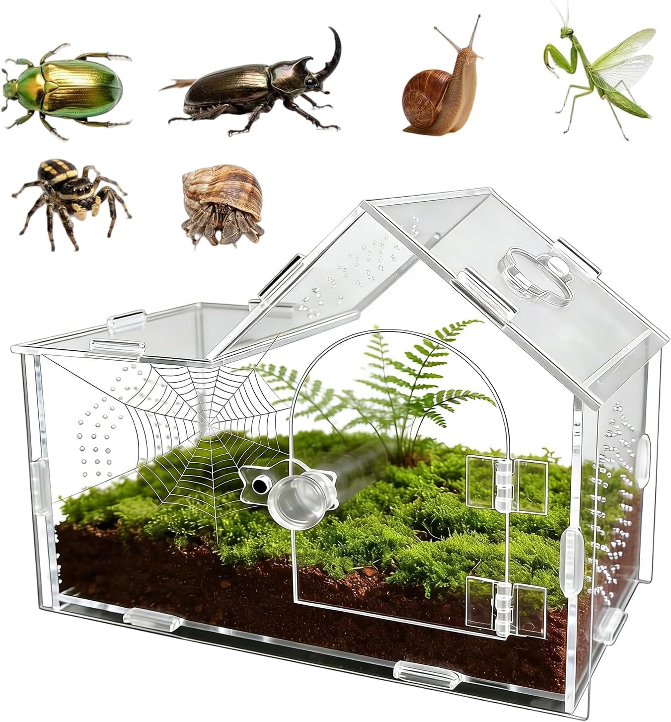 Jumping Spider Enclosure, Mantis Enclosure, Stick Insect Enclosure, Acrylic Feeding Box Snail, Praying Mantis, Frog, Acrylic Transparent Insect Habitat Terrarium Case