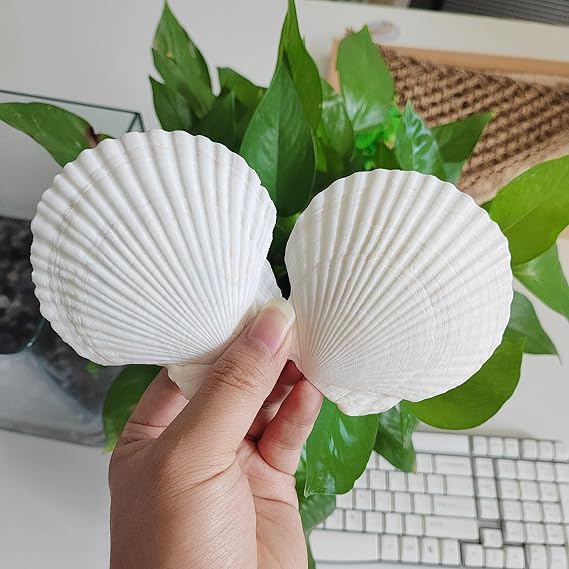 QICQDRAM 16PCS Seashells for Crafts 3''-4'' Scallop Shells for Painting | White Large Scallop Sea Shells Bulk for DIY Beaching Cooking Wedding Decor