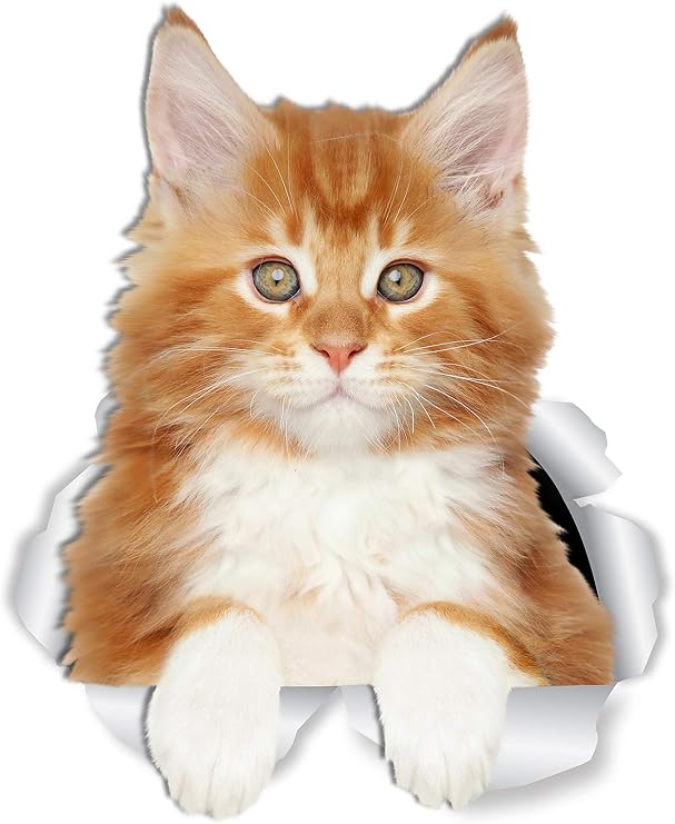 Winston & Bear Cute Red Maine Coon Kitty Cat Wall Decals - 2 Pack - Orange Maine Coon Cat Toilet Sticker 3D Cat Car Window and Bumper Sticker - Retail Packaged Maine Coon Lover Gifts