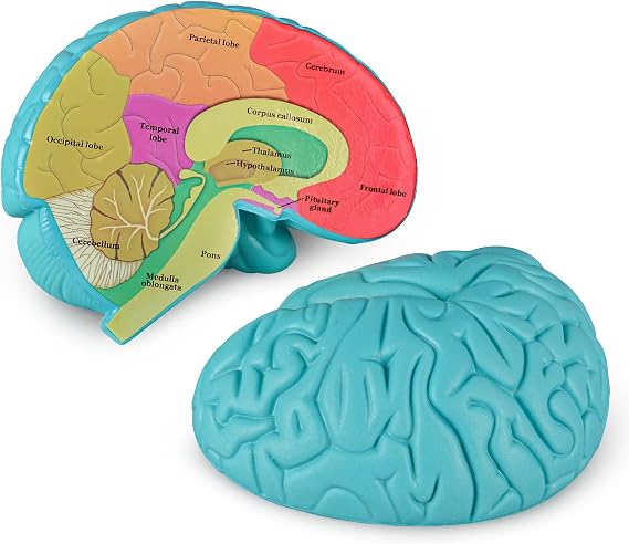 Cross-Section Brain Model, Human Brain Anatomy Model, 2 Pieces Foam Brain for Science Education and Anatomy Learning