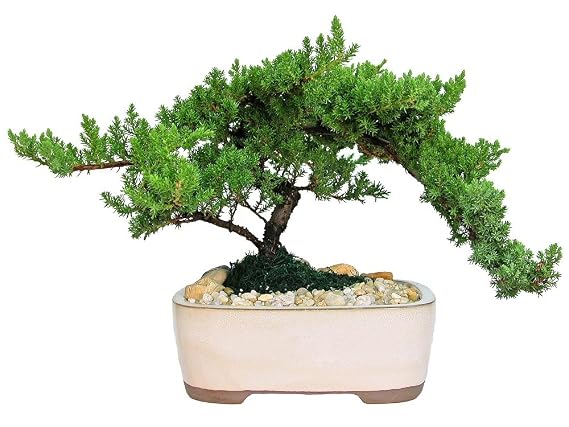 Eve's Garden Japanese Juniper Bonsai Tree, 10 Years Old Japanese Juniper, Planted in 10 Inch Ceramic Container, Outdoor Bonsai !!! Cannot Ship to CA California & HI Hawaii !!!