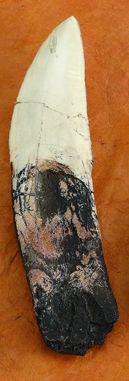 Giganotosaur Tooth Replica