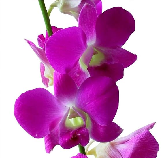 Dendrobium Orchid Stater Plants Hawaiian 2 Pk 4-6 in. Tall Rrooted in 2.5 in. Pot No Bloom D2