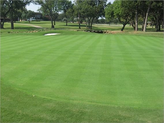 Creeping Bent Grass, 1 Pound