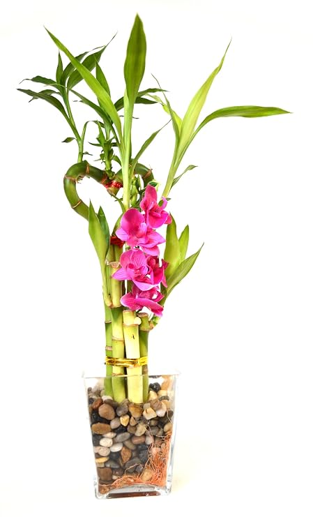 9Greenbox - Lucky Bamboo - Heart Style with Silk Flowers and Glass Vase and Pebbles