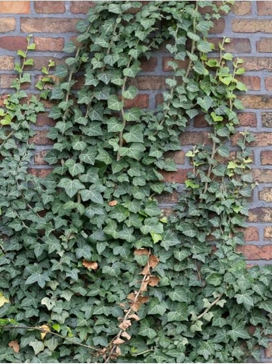Hedera Helix Kaya Sarmaşığı, 40-60 cm, Tırmanıcı Bahçe Bitkisi