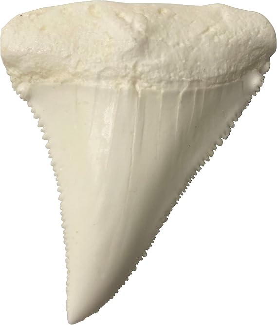 Great White Giant Shark Tooth Replica